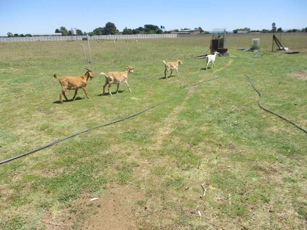 2.8 ha Smallholding for sale in Meyerton Central | T5668105 | Private ...