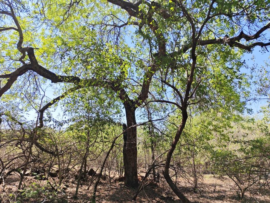 1 617 m² Land