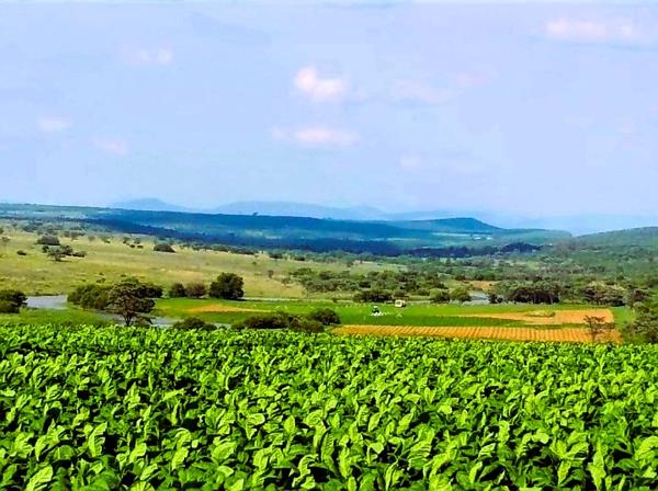 335 ha Farm