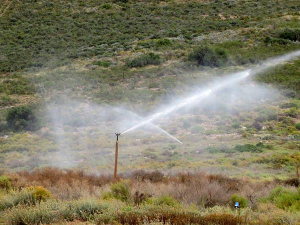 40 ha Farm with House