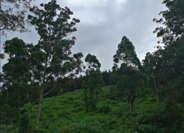 4.6 ha Land