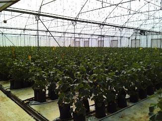 20.2 ha Farm