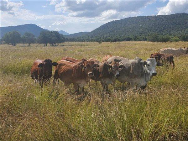 241 ha Farm