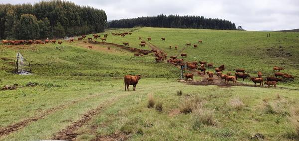 475 ha Farm