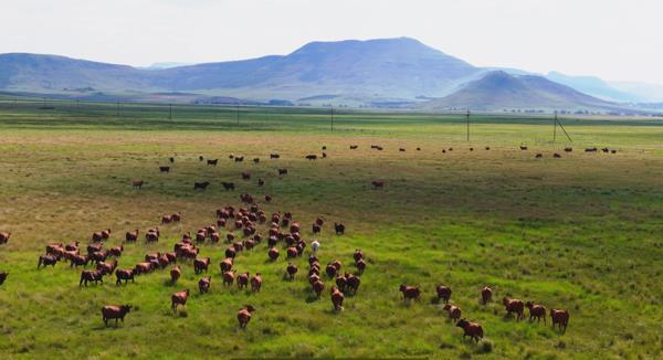 389.3 ha Farm