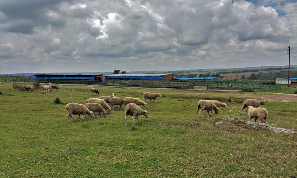 258 ha Farm