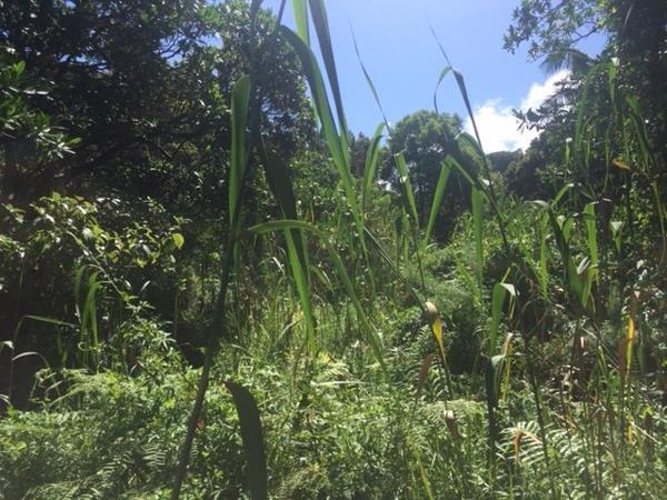 1 425 m² Land