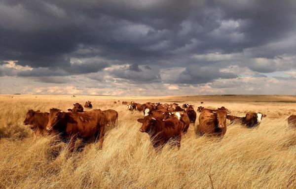 200 ha Farm