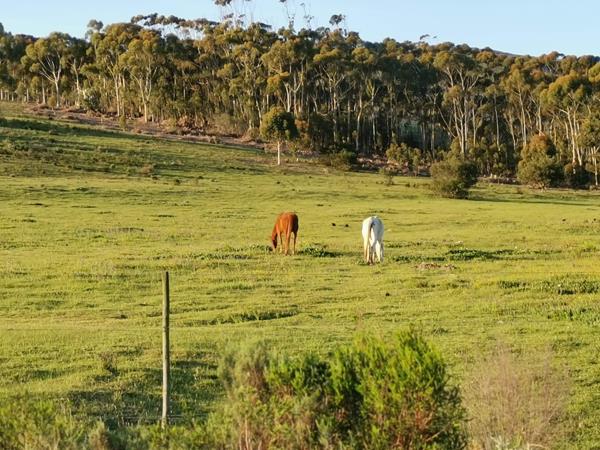 7.3 ha Farm with House