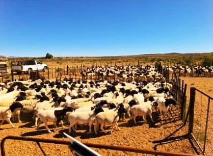 11.2 ha Commercial Farm