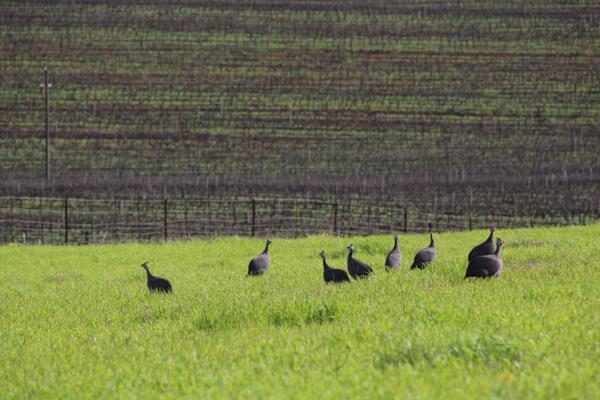 235 ha Farm