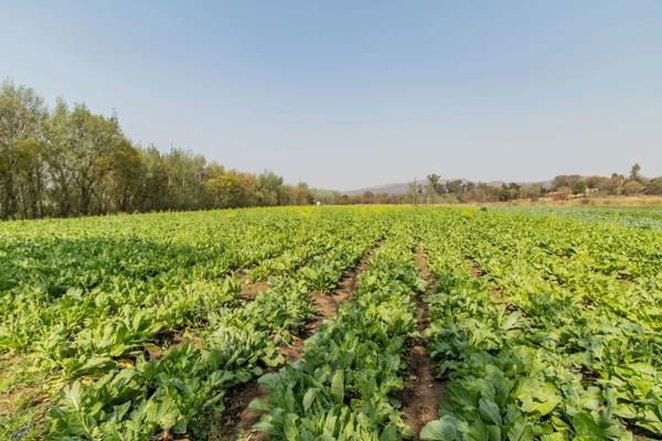 18.3 ha Smallholding